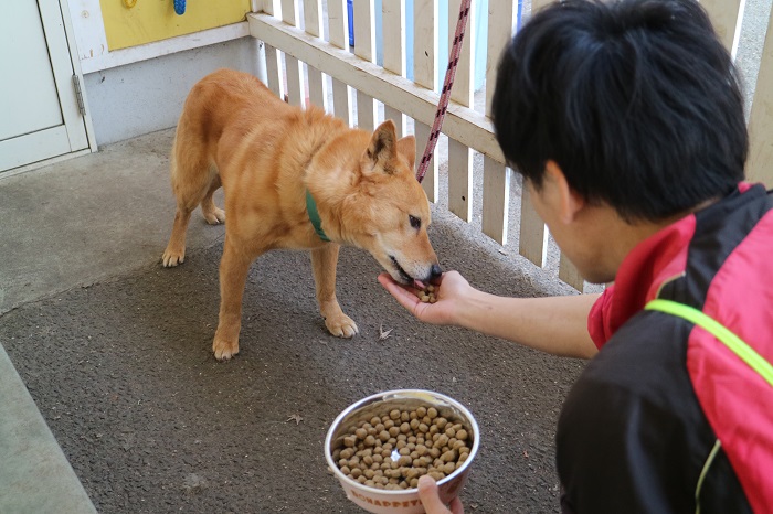 保護犬であり、災害救助犬として活躍する夢之丞に人の手からご飯をあげます